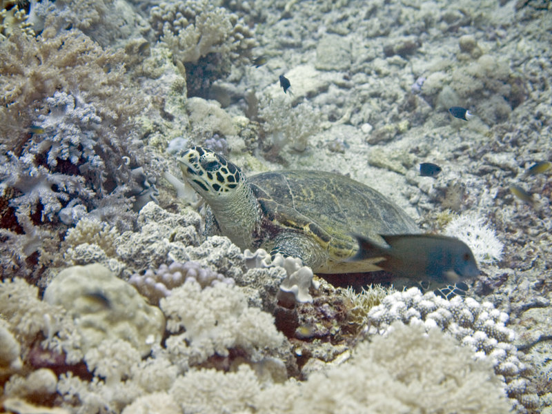 Turtle, Gorgonian Forest